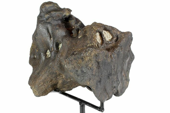 Rare, Achelousaurus Syncervical Vertebra - Montana #78125